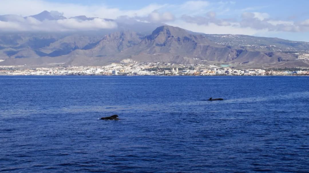 Ile kosztuje pływanie z delfinami na Teneryfie? Sprawdź ceny i oferty