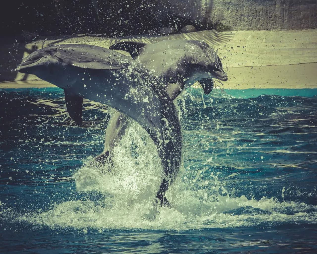 Gdzie można pływać z delfinami? Odkryj etyczne alternatywy i lokalizacje